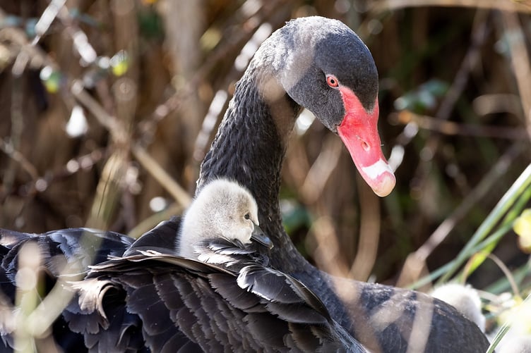 Photographer Mark Passmore captured delightful images of a swan and its young in Devon on Wednesday (26 Feb). He says: "I managed to take cute images of the latest brood of cygnets from Dawlishâs famous black swans make their first appearance on the Brook." The Dawlish black swans are an iconic feature of the coastal town, having been a part of the community for over 100 years.