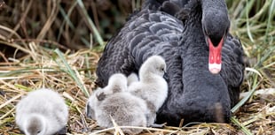 White Water swan rescue drama 