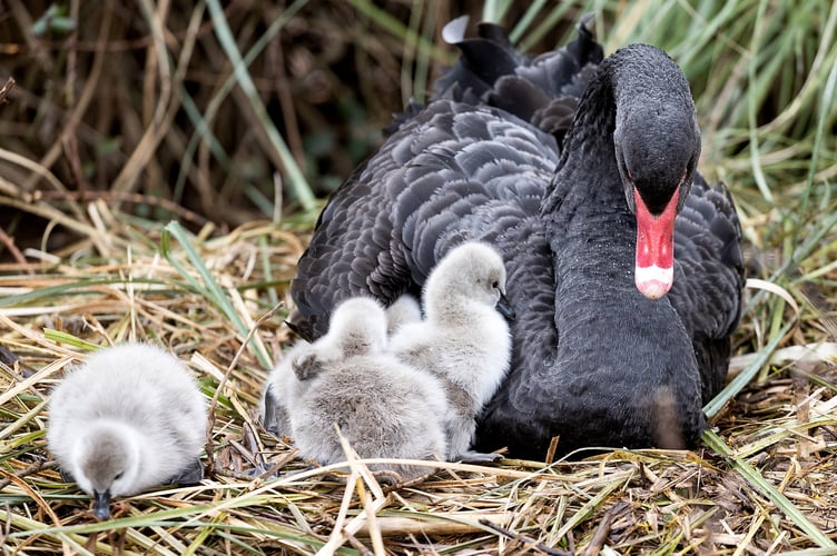 Photographer Mark Passmore captured delightful images of a swan and its young in Devon on Wednesday (26 Feb). He says: "I managed to take cute images of the latest brood of cygnets from Dawlishâs famous black swans make their first appearance on the Brook." The Dawlish black swans are an iconic feature of the coastal town, having been a part of the community for over 100 years.