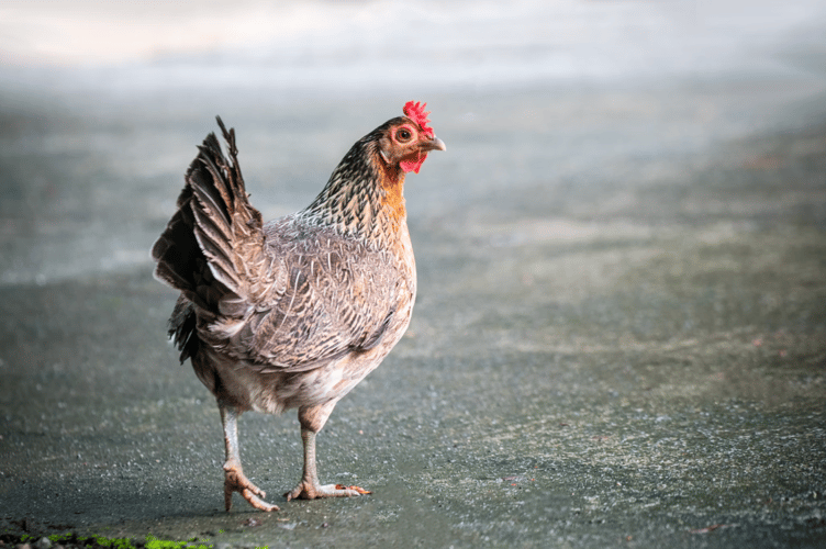 Orchard Organic Farm says it has three options moving forward 