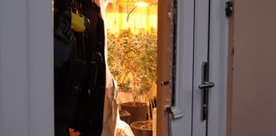 Major crackdown on cannabis production 