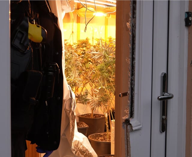 Major crackdown on cannabis production 