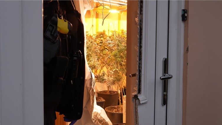 Cannabis plants seized during Operation Scorpion activity in February.Photo Devon and Cornwall Police.