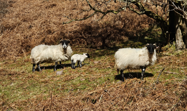 Dog walkers urged to 'Take The Lead' as lambing season approaches 