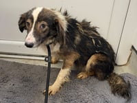 Man jailed over 'appalling' neglect of dogs