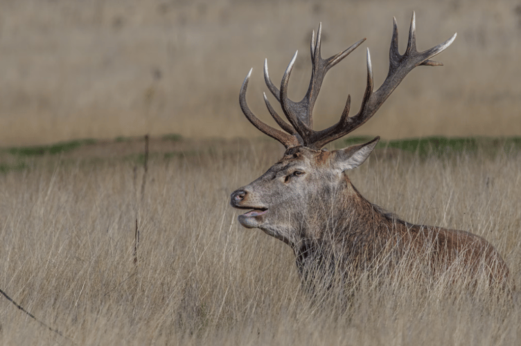 Deer poaching stock image