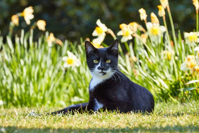 Devon cat owners: Beware of lilies this Mother’s Day