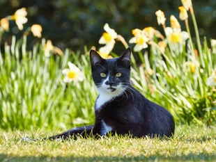 Devon cat owners: Beware of lilies this Mother’s Day