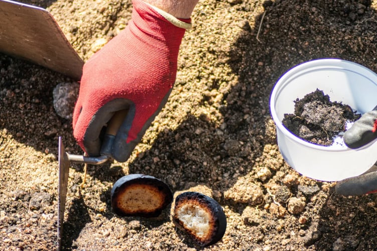 Fossilised Cream Tea  Being Unearthed on Dartmoor