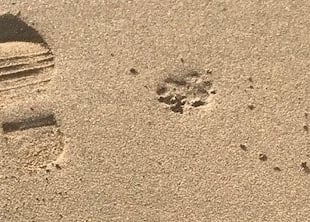 Dog bans on Teignbridge beaches