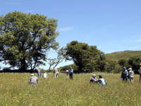 Search for wildflower meadow ‘hidden gems’ across Devon