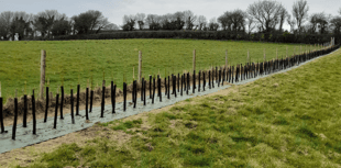 Charity creating hedge on land earmarked for new animal rescue centre 