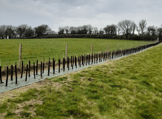 ELM Wildlife has planted saplings on its land