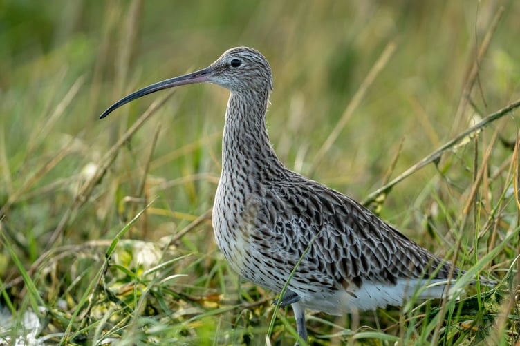 A curlew. Picture: Bob Brewer via Unsplash