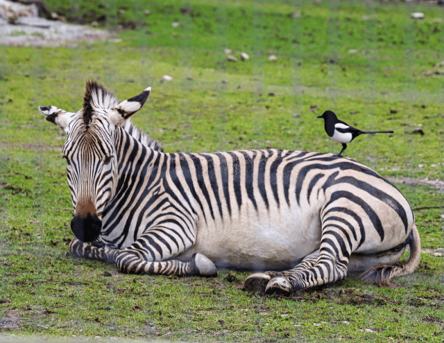 Zoo mourns loss of 'much-loved' zebras 