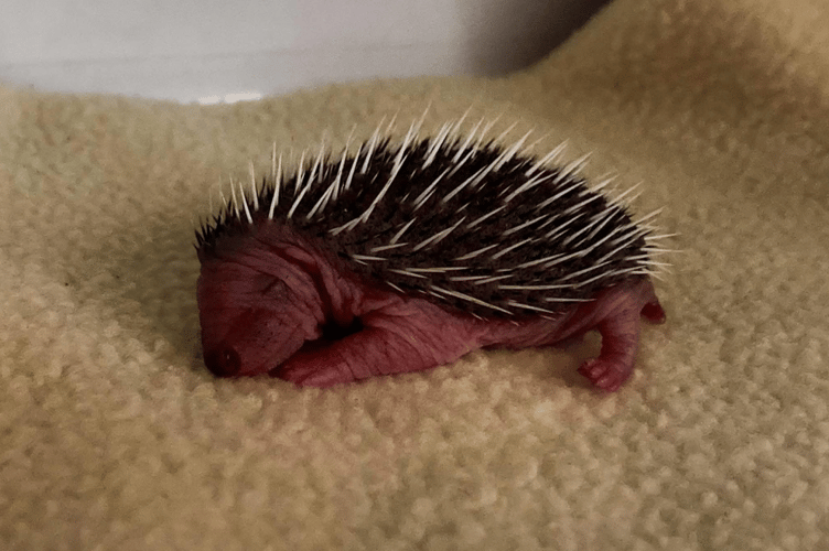 ELM Wildlife is preparing for the arrival of many hundreds of hoglets