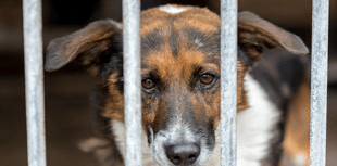 More than £30,000 spent on 'dangerous' dogs, FOI request reveals