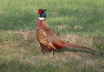 Pheasant link to Lyme disease: new study reveals