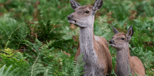 Poaching 'will not be tolerated’, say police as more patrols promised