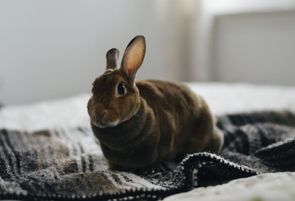 Firefighters rescue rabbit during air fryer shout