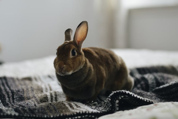 Fire crews rescued the rabbit from the first floor