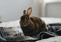 Firefighters rescue rabbit during air fryer shout in Bovey Tracey
