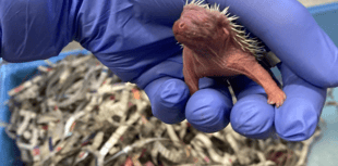 Hoglet season officially underway as ELM Wildlife welcome first litter