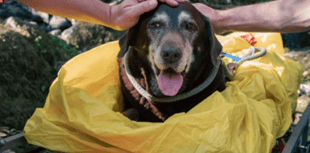 Injured dog rescued from Dartmoor gorge 