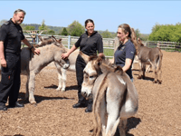 Officers swot up on proper donkey handling at Sidmouth sanctuary 
