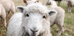 More than 1,000 reports of stolen sheep last year, FOI request reveals
