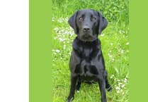 Police dog Ken assists in Bickington drug supply warrant