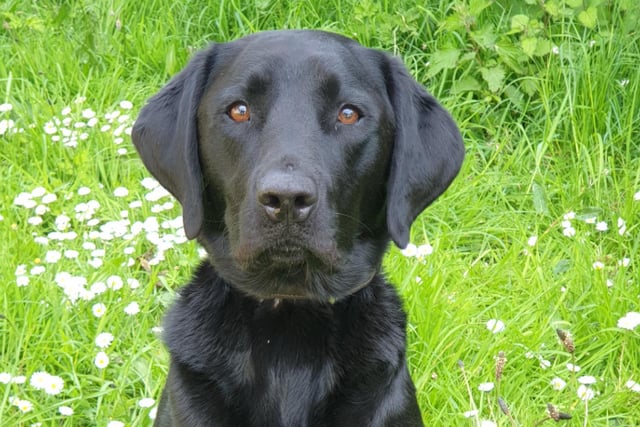 Police dog Ken assists in drug supply warrant 