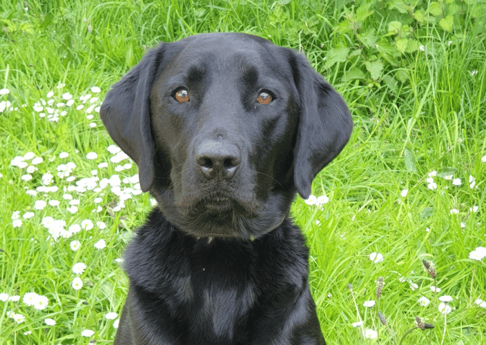 Police Dog Ken