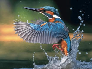 Kingfisher Returns to Dawlish Brook