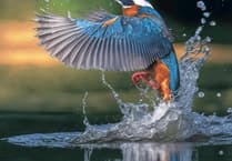 Kingfisher Spotted: Dawlish Volunteers' Success