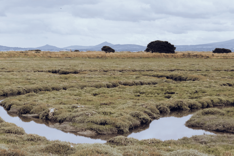 Peatland stock image 