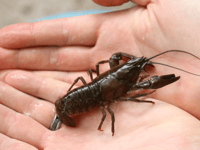 Stepping up fight against invasive Burrator Reservoir species