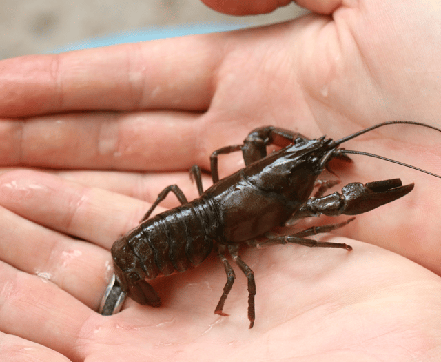 Stepping up fight against invasive Burrator Reservoir species