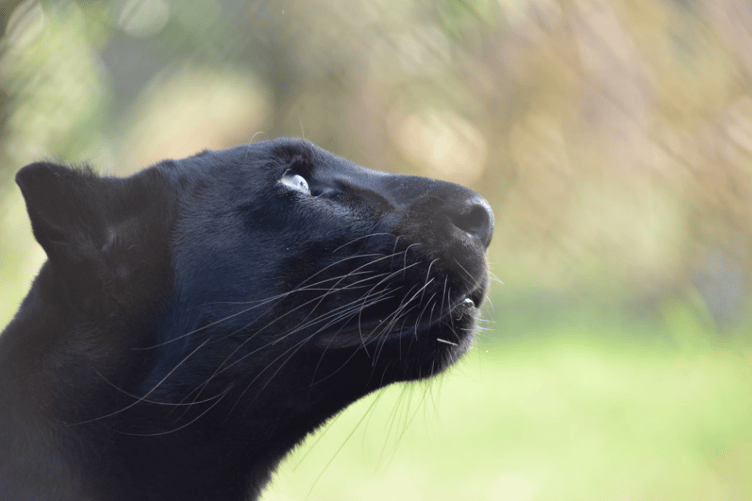 A panther, like the one pictured, is among the species of big cat reportedly seen by people living in the South West