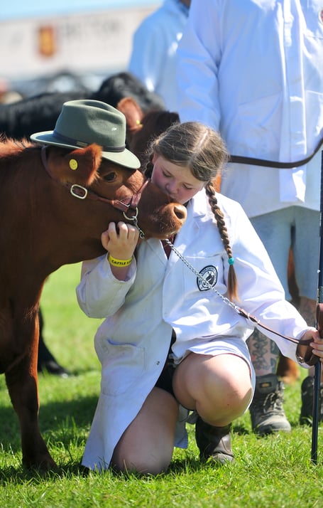 Devon County Show. Livestock Grand Parade. Get ahead, get a hat! Dexter cow Tigerlilly with 12 year old Josie Budge