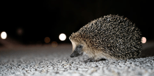 Help out a hedgehog with water bowl 