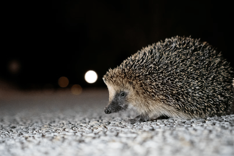 Leaving a bowl of water out for hedgehogs could 'save a life', the charity says 
