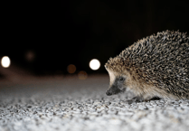 Help out a hedgehog with water bowl