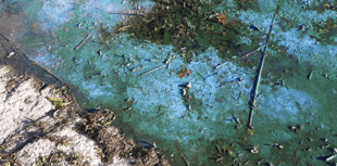 Water company secure funding to tackle harmful algal blooms