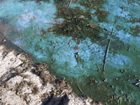 Water company secure funding to tackle harmful algal blooms