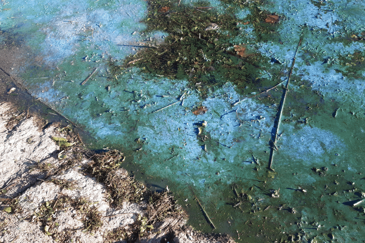 A bloom of cyanobacteria at Cheddar Valley lake 