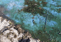 South West Water secure funding to tackle harmful algal blooms