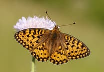 Devon's Disappearing Butterflies