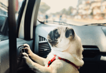 Do not leave dogs in hot cars, say police amid increasing calls