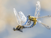 Water company supports charity's 25th anniversary photo competition